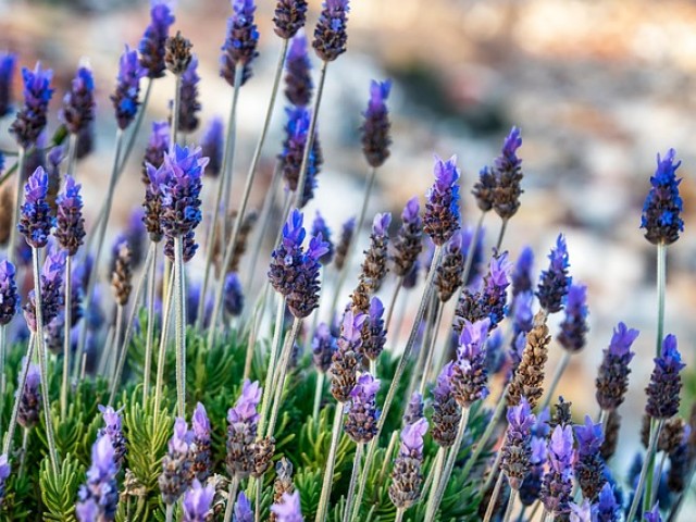 abo信息素香水分类测试