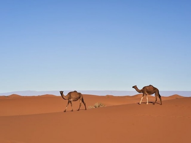 免费测abo性别和信息素气味